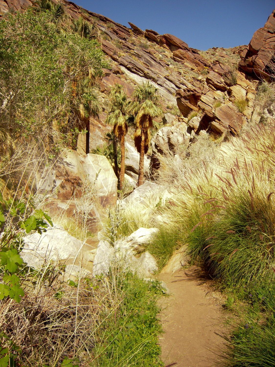 Murray Canyon03132010 (4)